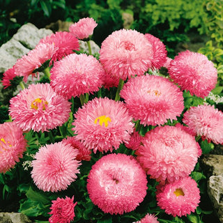 Pâquerette Super Enorma - Rose Ball - Fleurs pleines et sphériques dès avril - Bellis perennis