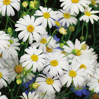 Swan River Daisy White Splendour - Floral Poetry in White - Brachyscome iberidifolia - Premium Seeds