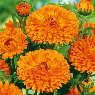 Souci officinal - Orange King - Le roi des soucis de jardin - Calendula officinalis