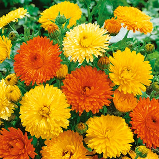 Souci officinal - Pacific Beauty Mélange - Couleurs éclatantes tout l’été - Calendula officinalis