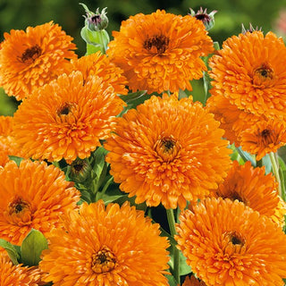 Souci officinal - Orange Beauty - Couleur joyeuse pour toutes les compositions - Calendula officinalis