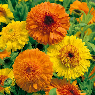 Souci officinal - Kablouna Mélange - Décoration des massifs et des jardins de plantes aromatiques - Calendula officinalis