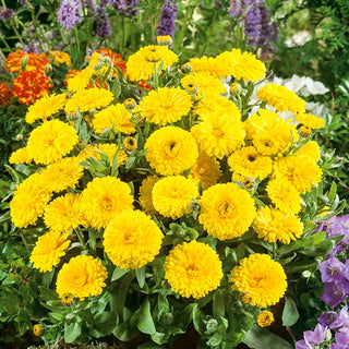 Souci officinal Nain Candyman - Jaune - Croissance compacte, couleur intense - Calendula officinalis