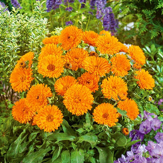 Souci officinal Nain Candyman - Orange - Fleurs ensoleillées pour un parterre esthétique - Calendula officinalis