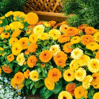 Souci officinal Nain - Fiesta Gitana Mélange - Mélange nain aux couleurs vives - Calendula officinalis