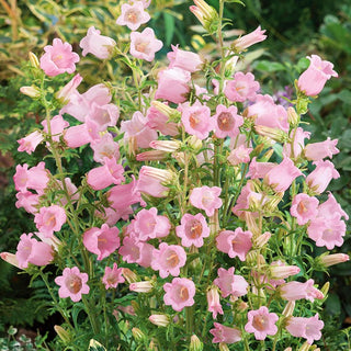 Canterbury Bells Pink - Blooming Beauty for Summer - Campanula medium - Premium Seeds
