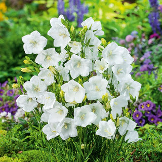 Peach-Leaved Bellflower White - Summer Concert of White Bells - Campanula persicifolia - Premium Seeds