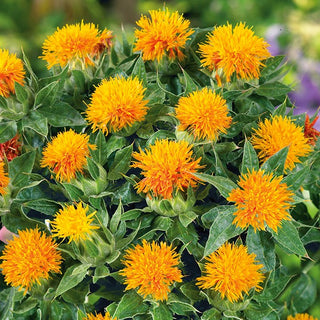 Carthame des Teinturiers Zanzibar - Accent chaleureux dans votre jardin - Carthamus tinctorius