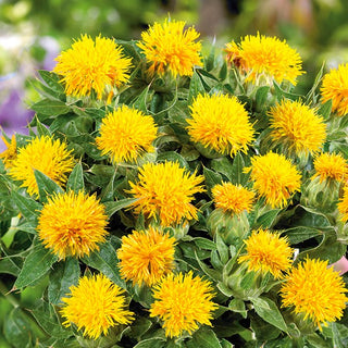 Carthame des Teinturiers Jaune Citron - Jaune intense, capitules pleins - Carthamus tinctorius