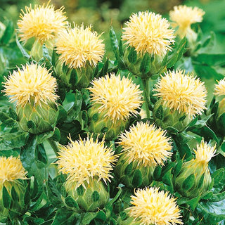 Carthame des Teinturiers Blanc - Plante originale pour le jardin - Carthamus tinctorius