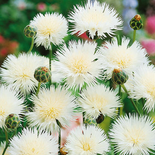 Sweet Sultan The Bride - White Pearl Among Summer Flowers - Centaurea imperialis - Premium Seeds