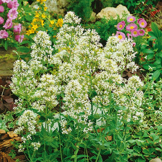 Valériane Rouge - Blanc - Naturelle, attire les abeilles et les papillons - Centranthus ruber