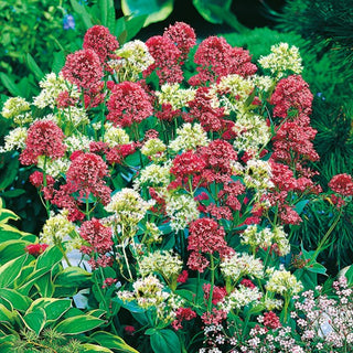 Valériane Rouge - Mélange - Fleurit tout l’été, mellifère - Centranthus ruber
