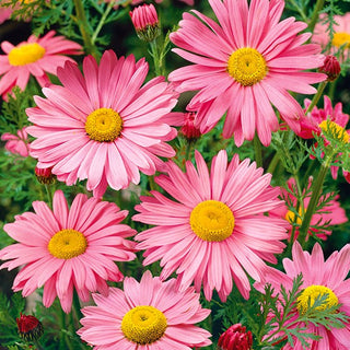 Pyrèthre - Robinson's Giant Rose - Grande vivace à larges inflorescences - Chrysanthemum coccineum