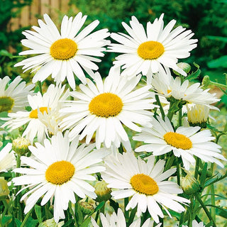 Grande Marguerite - Alaska - Blanc classique et élégant pour massifs - Chrysanthemum maximum