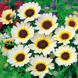 Chrysanthème des Moissons - Eastern Star - Fleurit abondamment et durablement dans votre jardin - Chrysanthemum segetum