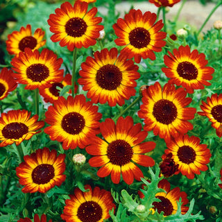 Chrysanthème des Moissons - German Flag - Exceptionnelle plante tricolore pour massifs - Chrysanthemum segetum