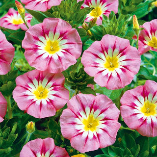 Belle de Jour - Rose Ensign - Port compact, bas, buissonnant - Convolvulus tricolor