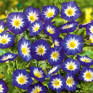Belle de Jour - Royal Ensign - Idéal pour massifs, jardinières et pots - Convolvulus tricolor
