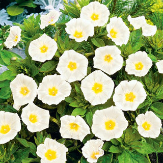 Belle de Jour - White Ensign - Annuelle et facile à cultiver - Convolvulus tricolor