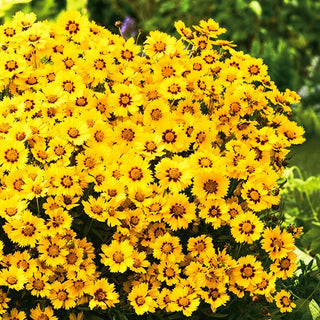 Coréopsis - Baby Gold - Spectaculaire pour les massifs d’été - Coreopsis lanceolata