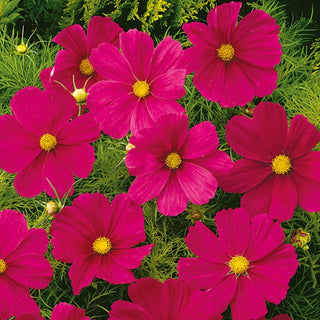 Cosmos - Sensation Dazzler - Floraison prolongée jusqu’en automne - Cosmos bipinnatus
