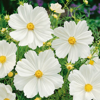 Cosmos - Sensation Purity - Résistant à la chaleur, port aérien - Cosmos bipinnatus