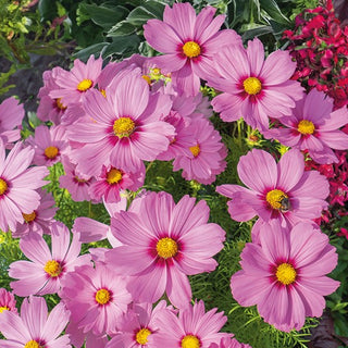 Cosmos - Sensation Radiance - Bel effet naturel - Cosmos bipinnatus