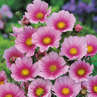 Cosmos - Sensation Day Dream - Délicat, atteint 90 à 120 cm - Cosmos bipinnatus