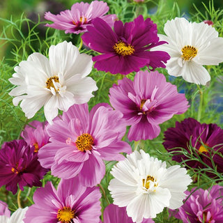 Cosmos - Psyché Mélange - Fleurs pleines, plumeuses et colorées - Cosmos bipinnatus