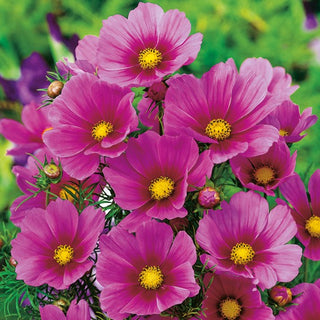 Cosmos - Tetra Versailles Dark Rose - Variété à l'apparence noble - Cosmos bipinnatus