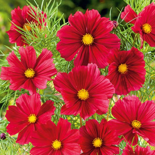 Cosmos - Tetra Versailles Red - Annuel et ornemental au jardin - Cosmos bipinnatus