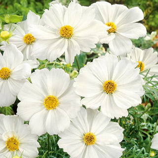 Cosmos - Tetra Versailles White - Attire les pollinisateurs, culture facile - Cosmos bipinnatus