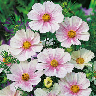 Cosmos - Tetra Versailles Flush - Fleurs semi-doubles ou simples - Cosmos bipinnatus