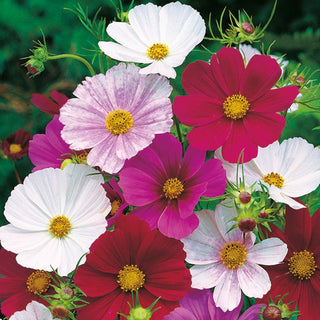 Cosmos - Tetra Versailles Mélange - Idéale pour massifs et fleurs coupées - Cosmos bipinnatus
