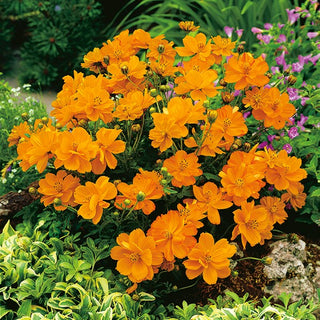 Cosmos Sulphureus Nain - Carpet Orange - Attire irrésistible pour les abeilles et les papillons - Cosmos sulphureus