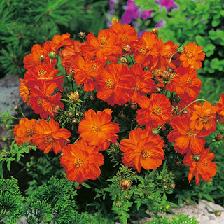 Cosmos Sulphureus Nain - Carpet Red - Couleur intense, floraison abondante - Cosmos sulphureus