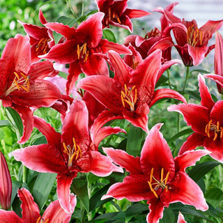 Lys oriental - Red Flash - Lilium - Pétales intensément rouges