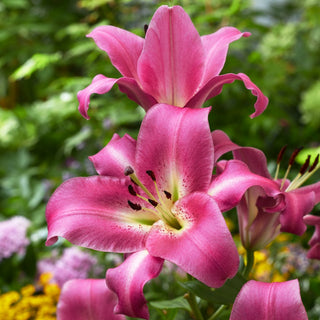 Lys géant - Purple Lady - Lilium - Idéal en arrière-plan pour vivaces et massifs