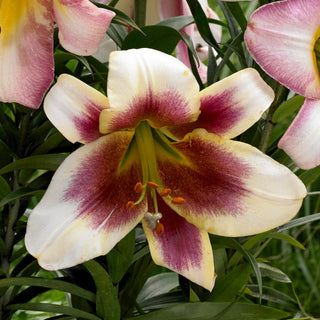 Lys géant - Passion Moon - Lilium - Accent estival unique pour les compositions