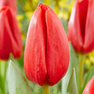 Tulipe - Spot On - Tulipa - Variété expressive et spectaculaire - 5 bulbes
