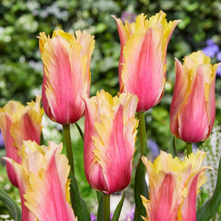 Tulipe - Flaming Memory - Tulipa - Fleurs spectaculaires et expressives - 5 bulbes
