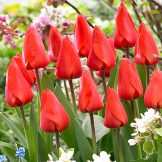 Tulipe - Lalibela - Tulipa - Touffes denses aux couleurs joyeuses - 5 bulbes