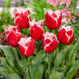 Tulipe - New Santa - Tulipa - Étoile durable et spectaculaire du massif - 5 bulbes