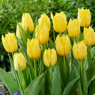 Tulipe - Sunny Time - Tulipa - Parterres ensoleillés et vivants - 5 bulbes