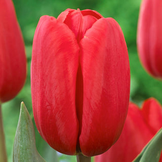 Tulipe - Surrender - Tulipa - Accent romantique, attire le regard - 5 bulbes