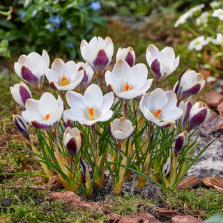 Crocus - Panda - Apprécié pour sa couleur originale - 10 bulbes