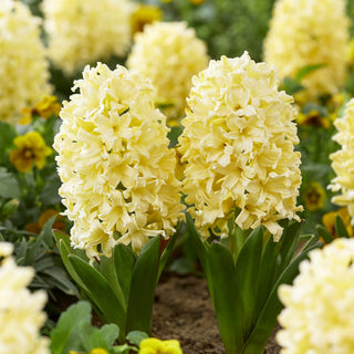 Jacinthe - Yellowstone - Hyacinthus - couleur délicate et pastel - 3 bulbes