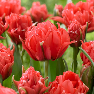 Tulipe - Toronto Double - Tulipa - Inflorescences denses et luxueuses - 5 bulbes