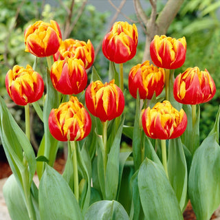 Tulipe - Cilesta - Tulipa - Tulipe bicolore à la touche de fraîcheur - 5 bulbes